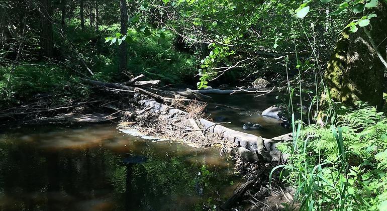 Ett vattendrag i sol och skugga. Det ligger död ved i vattnet och det står barr- och lövträd längs med åkanten. 