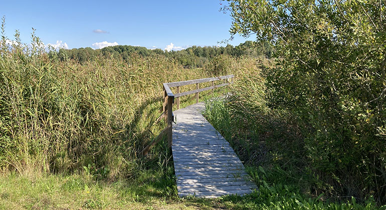 Vandringsleder tar besökarna till gömslen, fågeltorn och rastplatser.
