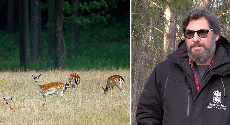 I bildens ena halva ses ljusbruna hjortdjur beta på en äng. I bildens andra halva ses en man stå i skogen klädd i en jacka med Länsstyrelsen i Gotlands läns logotyp.