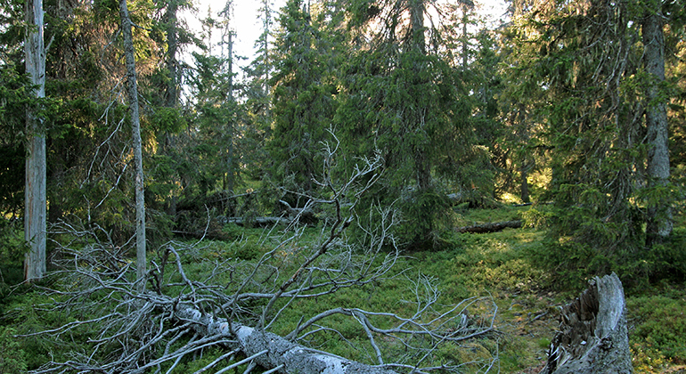 Barrskog med gamla granar och nedfallna träd.