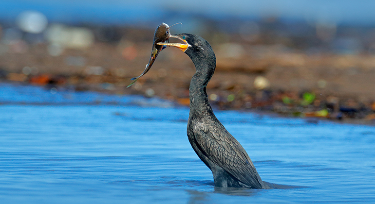 En svart fågel står i vattenkanten och har en fisk i den halvöppna näbben