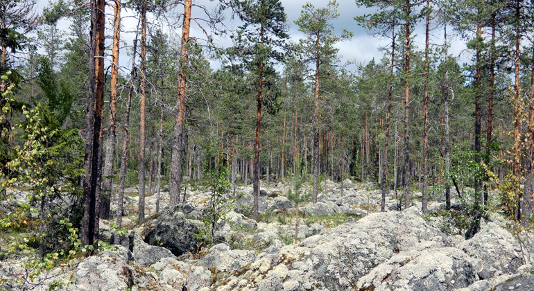 Gles skog i ett hav av rundade större stenar.