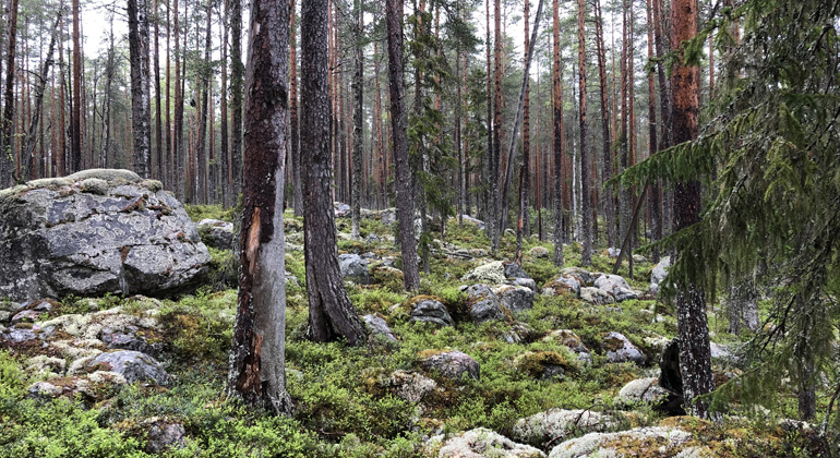 Tallskog i Kvarnbergets naturreservat.
