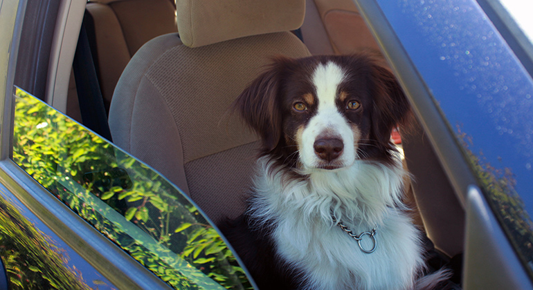 Hund i en bil med öppet fönster
