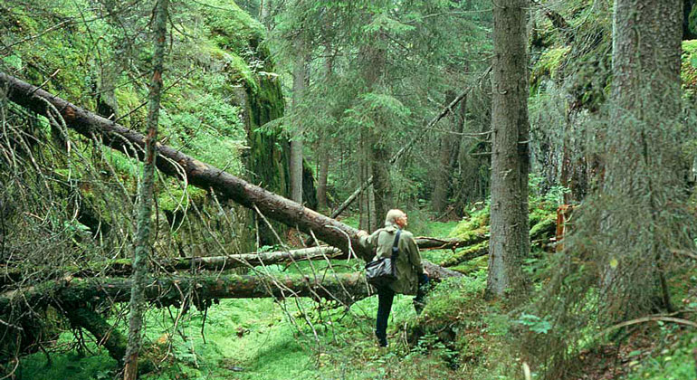 En man står i en ravin i skogen där flera träd har fallit och ligger huller om buller.