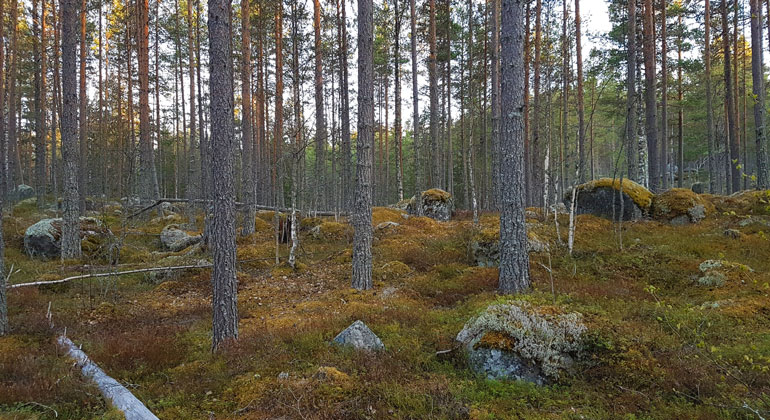 En gles tallskog med mångavstenar på marken.