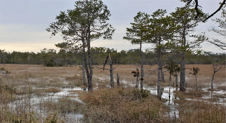 Ett foto över Mölnermyr. På fotot syns våtmark omgiven av skog.