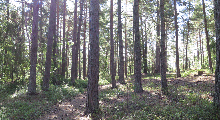 Stig mellan tallar i Rensättra naturreservat.