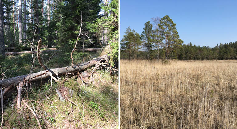 En bild på gammal granlåga i äldre barrskog och en bild på rikkärr om våren med gulnade halvgräs och gräs.