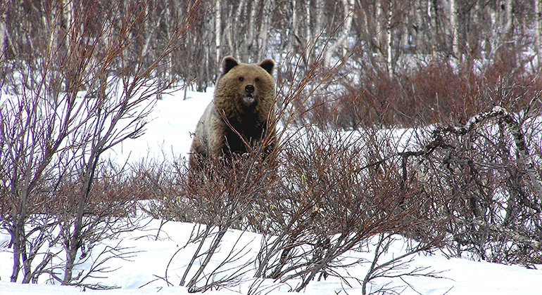 björn i vinterlandskap Länsstyrelsen Norrbotten