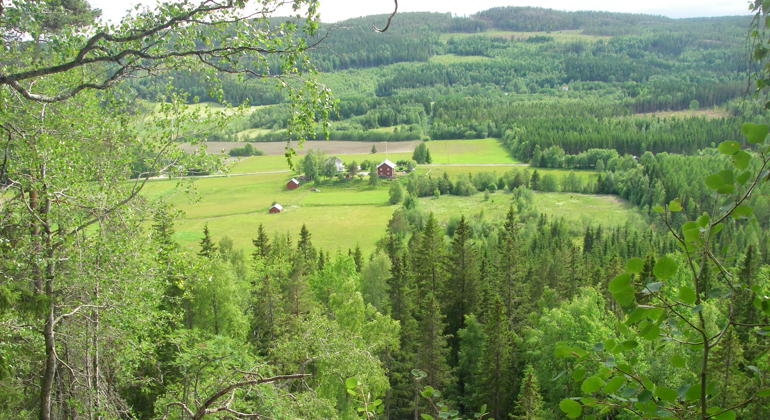 Foto av en utsikt över lägdor och skogar.