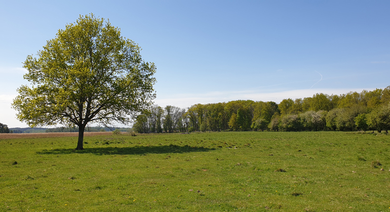 Öppen betesmark, träd i bakgrunden