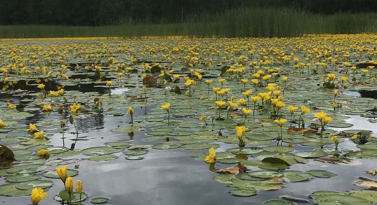 gul vattenväxt med gröna blad i en sjö