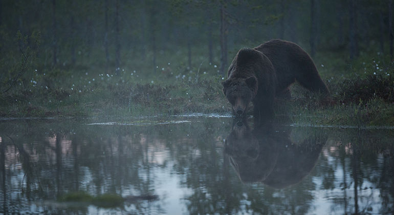 björn dricker vatten i skogen