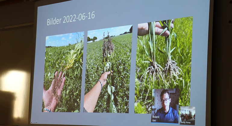 Ett foto av en skärm som visar tre bilder på olika grödor. 