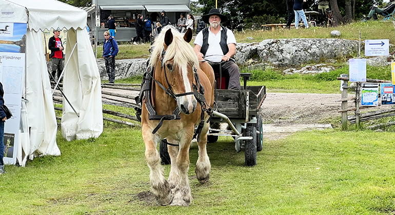 En häst drar en vagn där det sitter en man på. De är på väg ut på en grön äng.