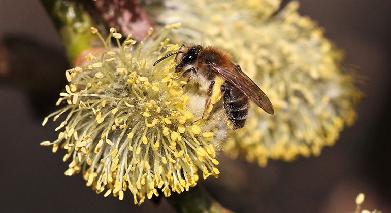 Ett sandbi sitter i blommande sälg full med pollen