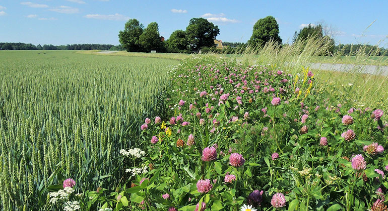 Somrigt fält med åkermark på ena sidan och blommande fältkant intill där klöver och andra färgglada blommor växer.