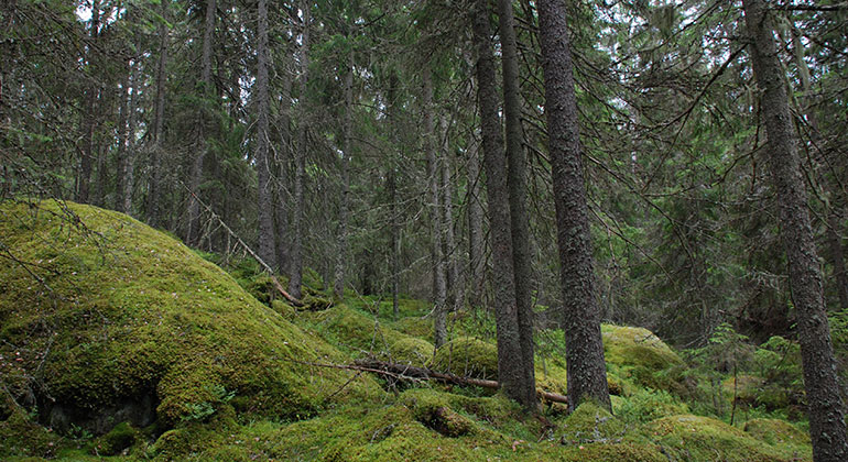 Skog, grön mossa på marken och på en stor sten i vänstra delen av bilden.