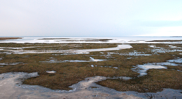 Strandängarna vid Saxåns utlopp. Foto: Mattias Engman