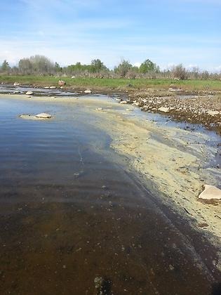 Pollen
på vattenytan kan lätt misstas för algblomningar.