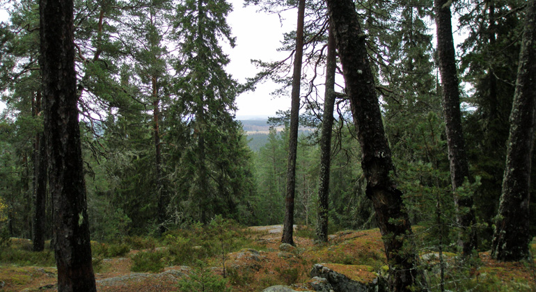 Utsikt från Hohällan. Foto: Länsstyrelsen Gävleborg