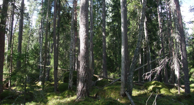 Högresta tallar i Hedesundaskogen. Foto: Länsstyrelsen Gävleborg