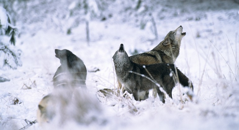 Vargar i snön