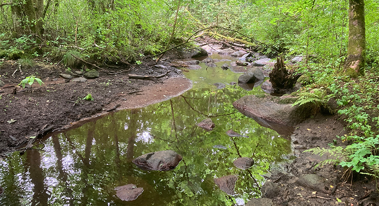 En liten bäck som rinner genom grönklädd lövskog. 