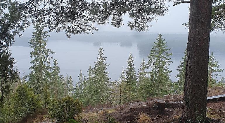 Dimmig utsikt över sjö. På vägen ner växer det granar. Uppe på utsikten finns en stor tall som ramar in bilden.