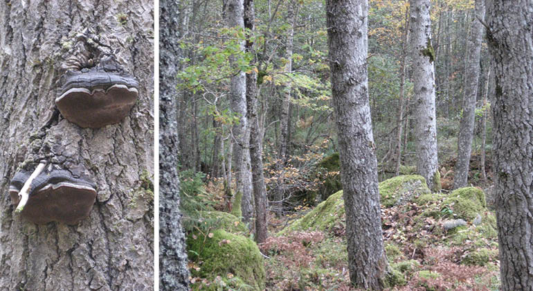 Aspar och aspticka i naturreservatet Hästhagen-Kilholmen