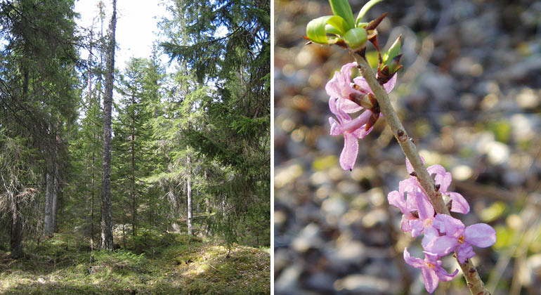 Skog och tibast  i naturreservatet Högbergsmossen