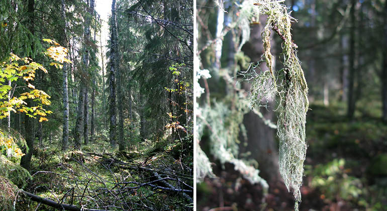 Asp och skägglav i naturreservatet Lindsta