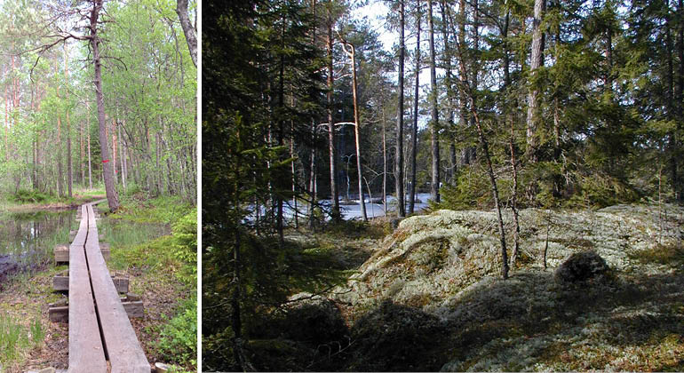 Spång och skog i naturreservatet Norra Lunsen