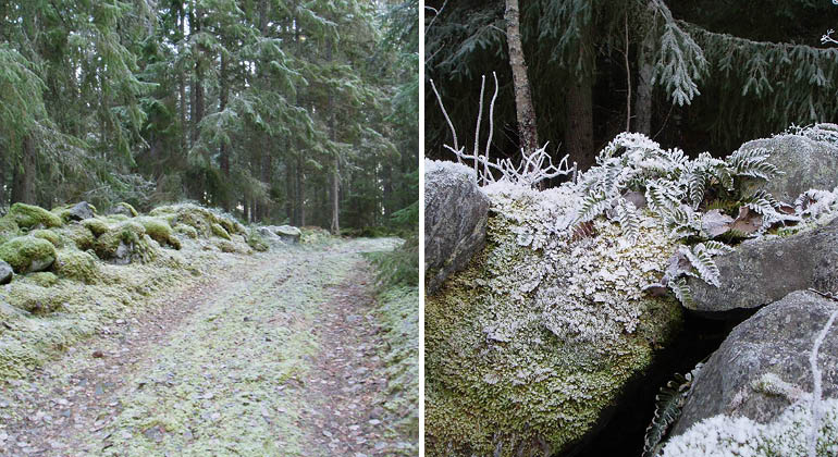 Skogsväg och stensöta i naturreservatet Lyssnarberget