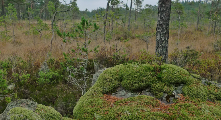 Myrområdet Gustavsmurarna är kalkrikt och hyser många speciella arter, bl a av orkidéer. Foto: Länsstyrelsen Gävleborg