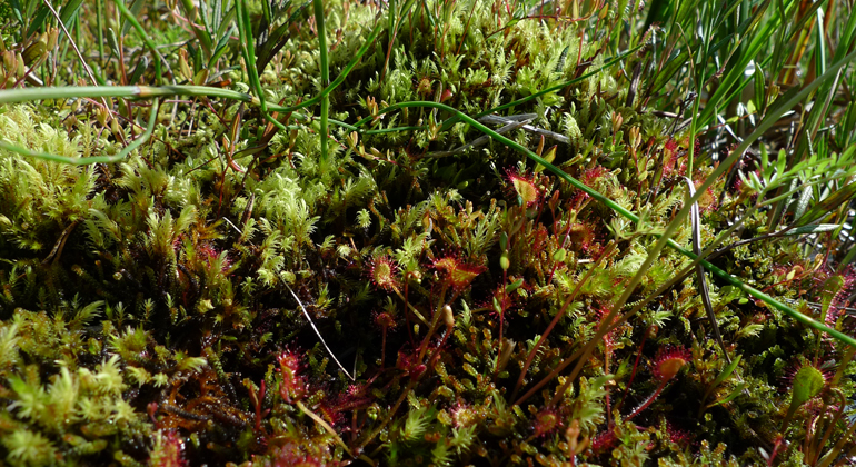Den lilla rödaktiga köttätande växten sileshår i Igelsjöns naturreservat. Foto: Länsstyrelsen Gävleborg
