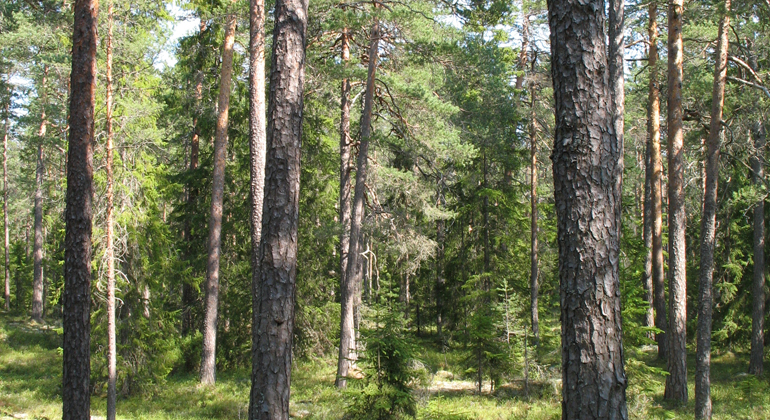 Gles högväxt barrskog i Igeltjärnsberget. Foto: Länsstyrelsen Gävleborg