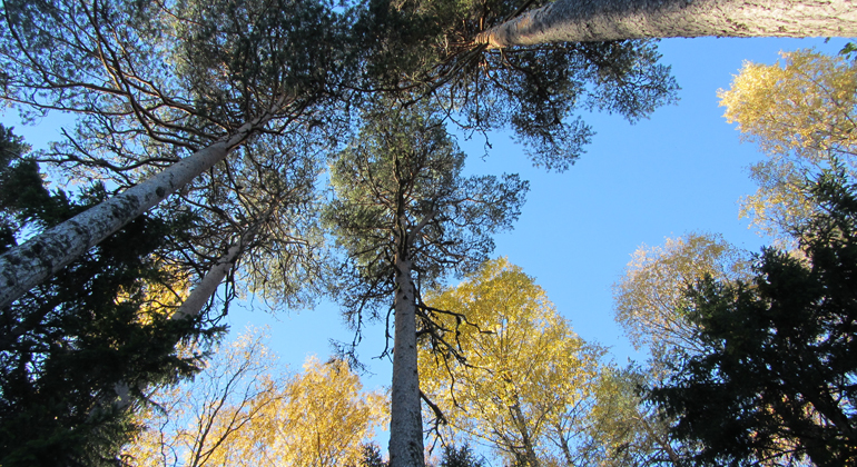 Gamla höga tallar sträcker sig mot himlen i Ijungens naturreservat.