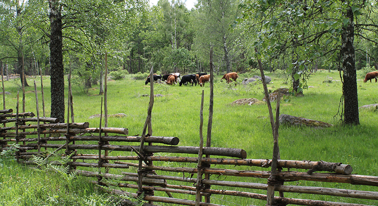 Kor som betar i en hage bakom en gärdesgård.