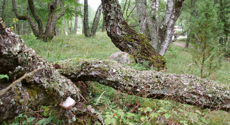 Masurbjörk växer på Kvillanudden. Foto: Länsstyrelsen Gävleborg