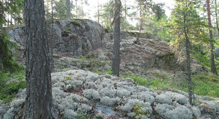 Det lilla reservatet Kungshögshällarna bjuder på dramatisk natur. Foto: Länsstyrelsen Gävleborg