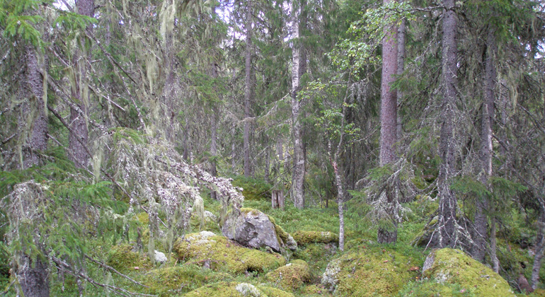 Skogen runt sjön Kroksjö öga är gammal och skägglavar växer överallt på träden. Foto: Länsstyrelsen Gävleborg