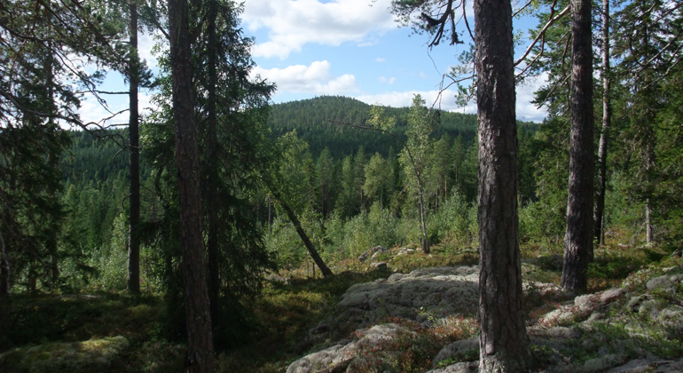 Utsikt från berget Kransarna mot ett annat naturreservat, Björnåsen. Foto: Länsstyrelsen Gävleborg