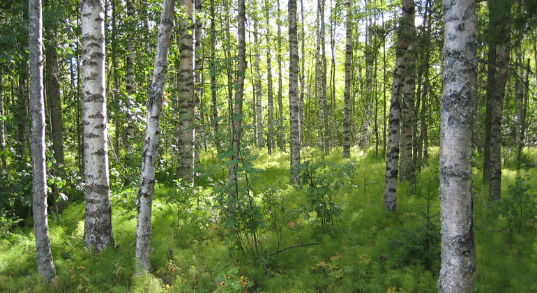 Skir björkskog i Kläppaängarnas naturreservat. Foto: Niklas Svensson, Ljusdals kommun