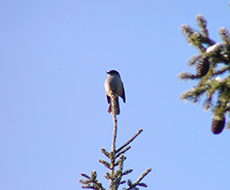 Liten fågel som sitter på en trädtopp.