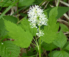 Närbild på vit blomma med gröna blad.