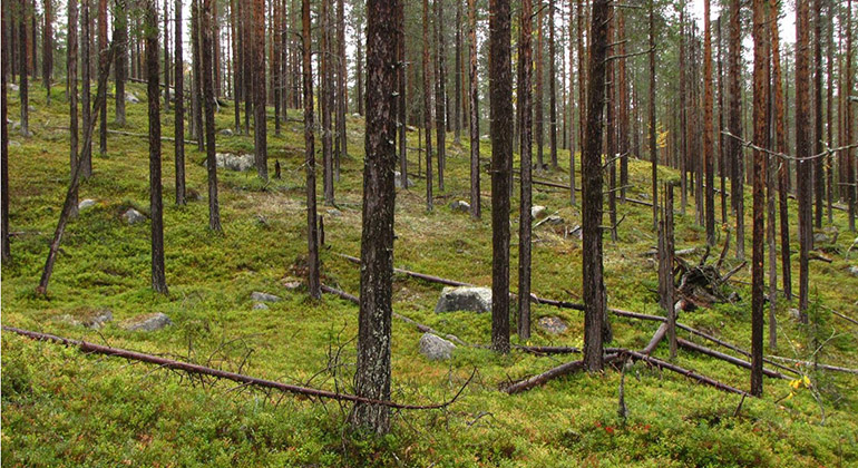 Bilden visar en sluttande skog av slanka tallar. Mellan tallarna är det bärris, några större stenar och mycket död ved.