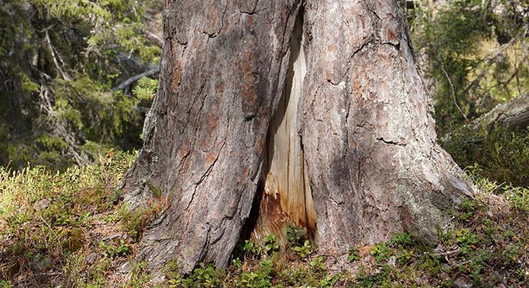 Bilden visar basen av en stor tall med en glipa i barken som blottar silvergrått trä.