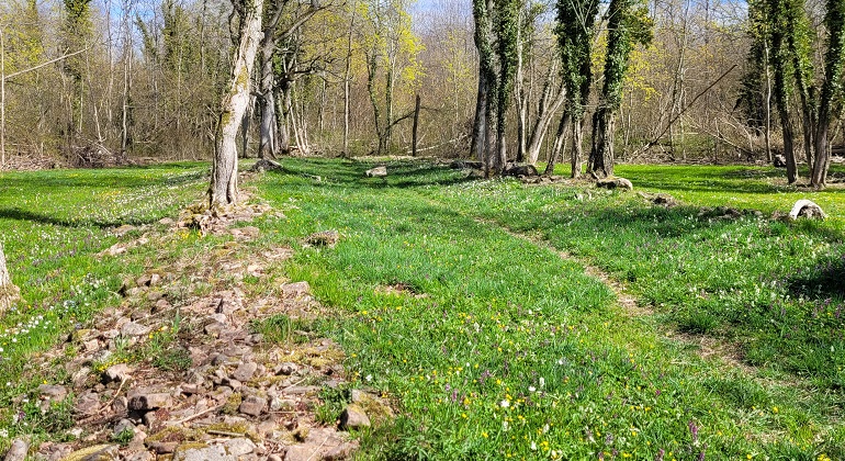 Öppen gräsbevuxen mark med en del stora lövträd. In i bilden löper två parallella och delvisövervuxna stenrader in i bilden. I bakgrunden syns en tät löträdsskog.